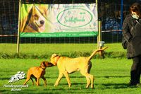 Hundeschule Nicole Gudd B&uuml;nde13622