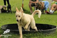 Rally Obedience Enger Welpentreff Enger Hundeschule B&uuml;nde Hundesportpark Welpentreff B&uuml;nde Hoopers B&uuml;nde Agility Enger (1)