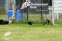 Welpentreff Enger Hundeschule B&uuml;nde Hundesportpark Welpentreff B&uuml;nde Hoopers B&uuml;nde Agility Enger Hoopers Enger11501