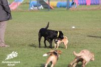 Welpentreff Kreis Herford Hundeschule Nicole Gudd Hundesportpark B&uuml;nde Hundefreilauf B&uuml;nde302